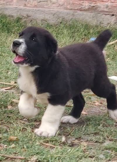 Alabai | King alabai | alabai puppies pair | alabai dog for sale