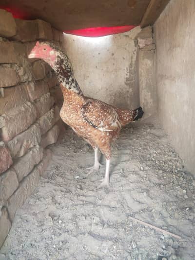 aseel mianwali cheeni murgi pic mil jy gi full 03074841845