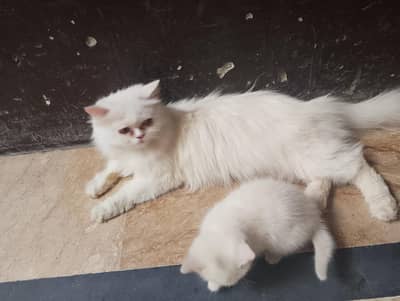Persian cats