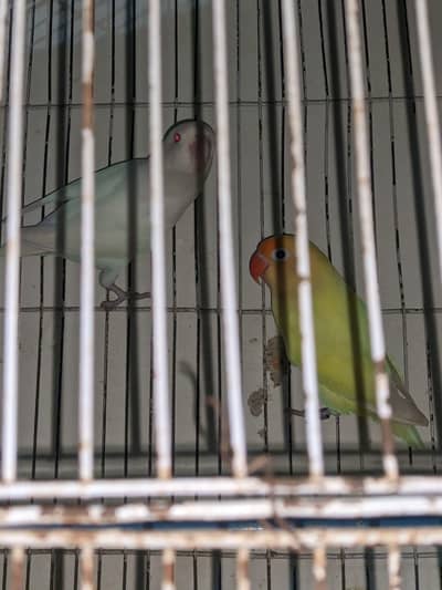 Lovebirds Breeder Pairs