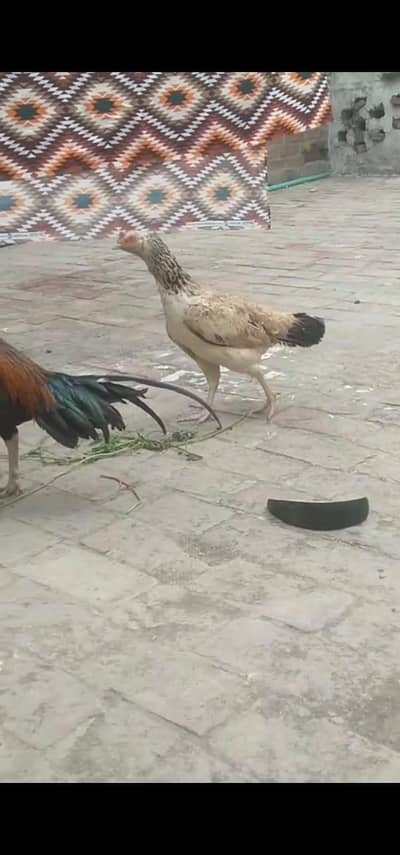 aseel mainwali amroha cross hen 03264987402