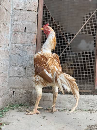 Aseel male quality breeder