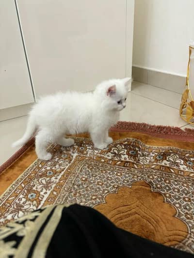 Persian male kitten