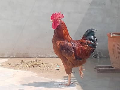 murgha | Rooster