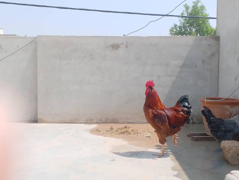 murgha | Rooster 1