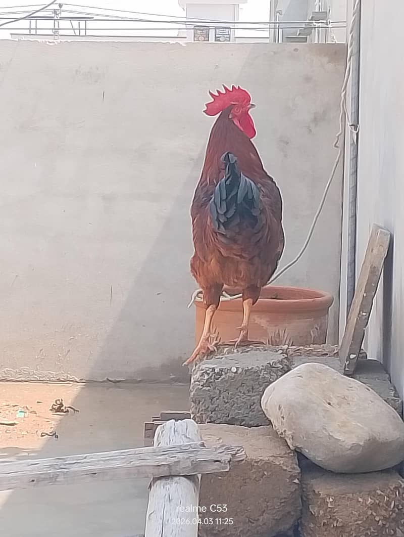 murgha | Rooster 2