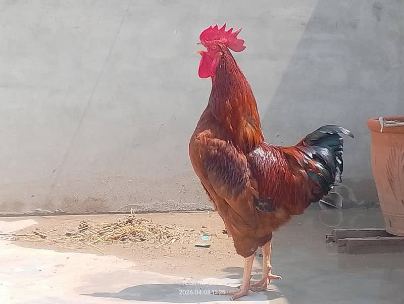 murgha | Rooster 3