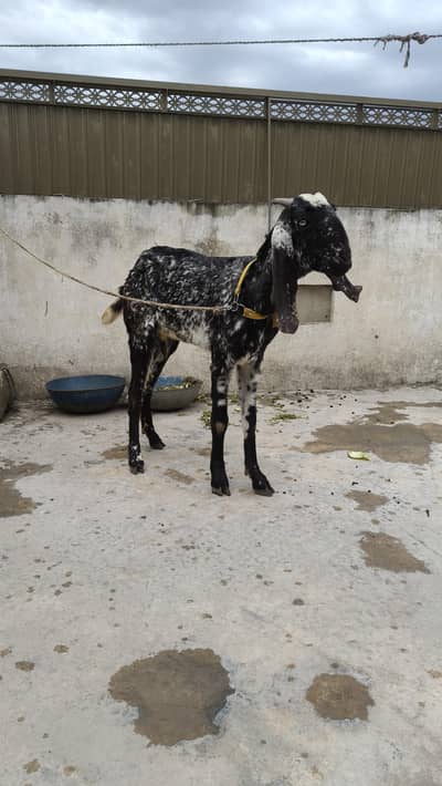 مکھی چینی بکری