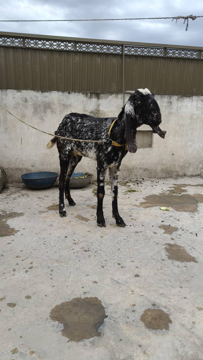 مکھی چینی بکری 0