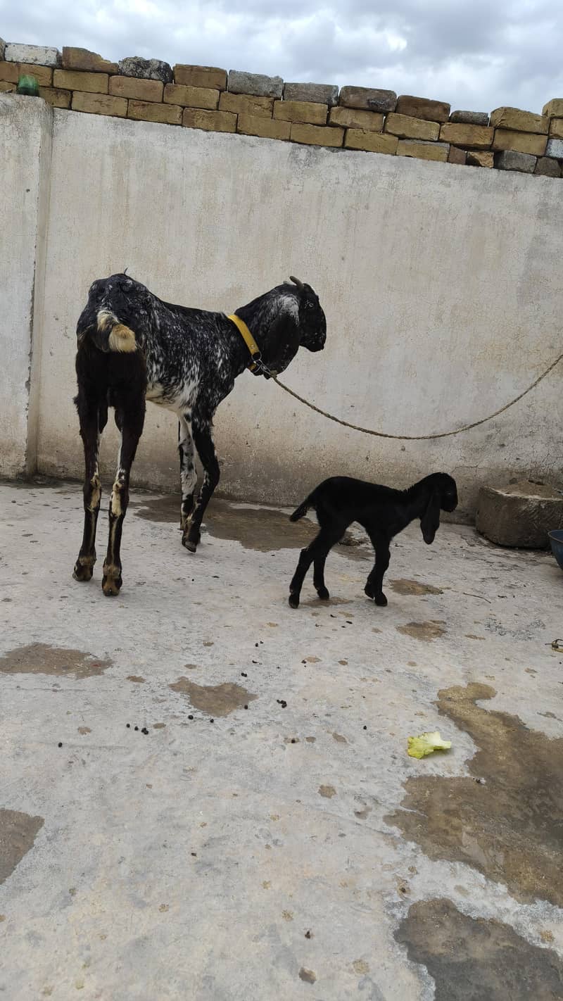 مکھی چینی بکری 1