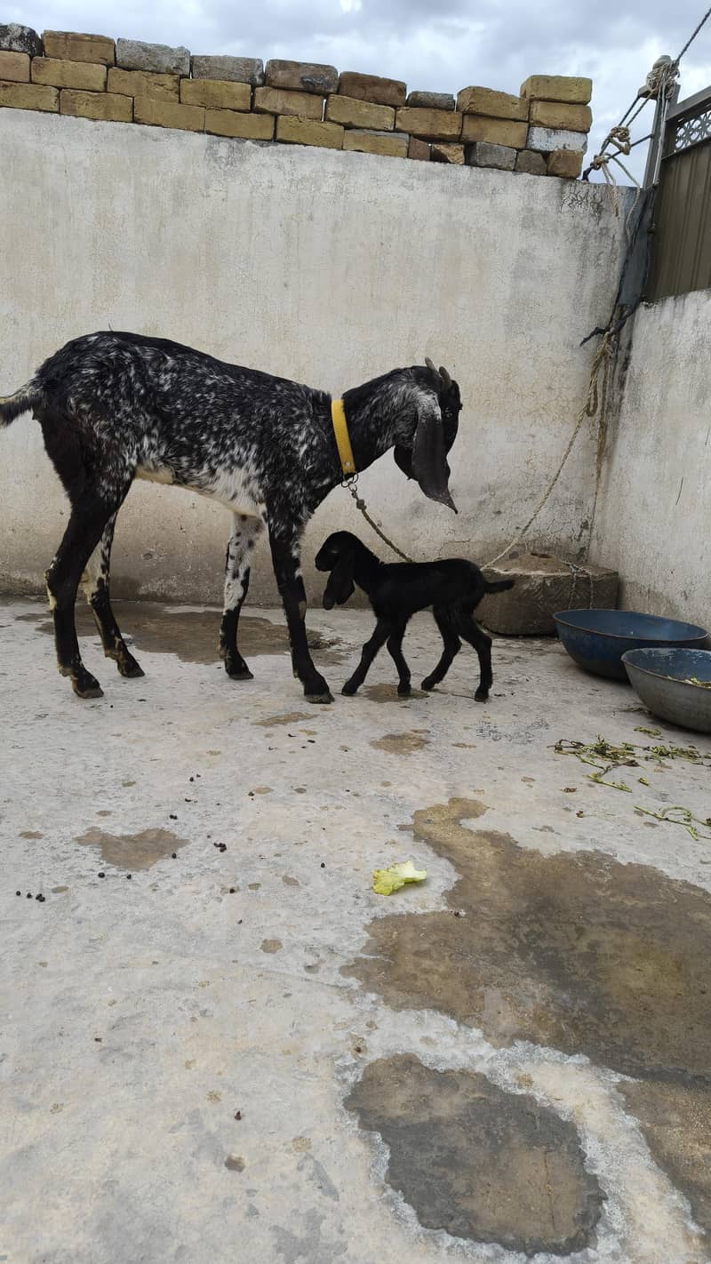 مکھی چینی بکری 2