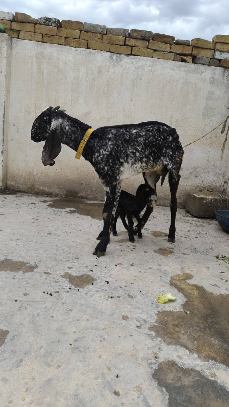 مکھی چینی بکری 3