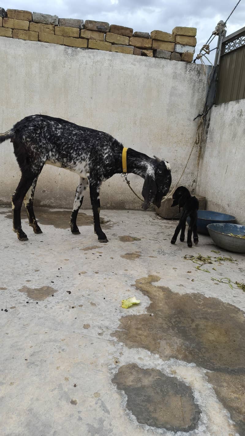 مکھی چینی بکری 4