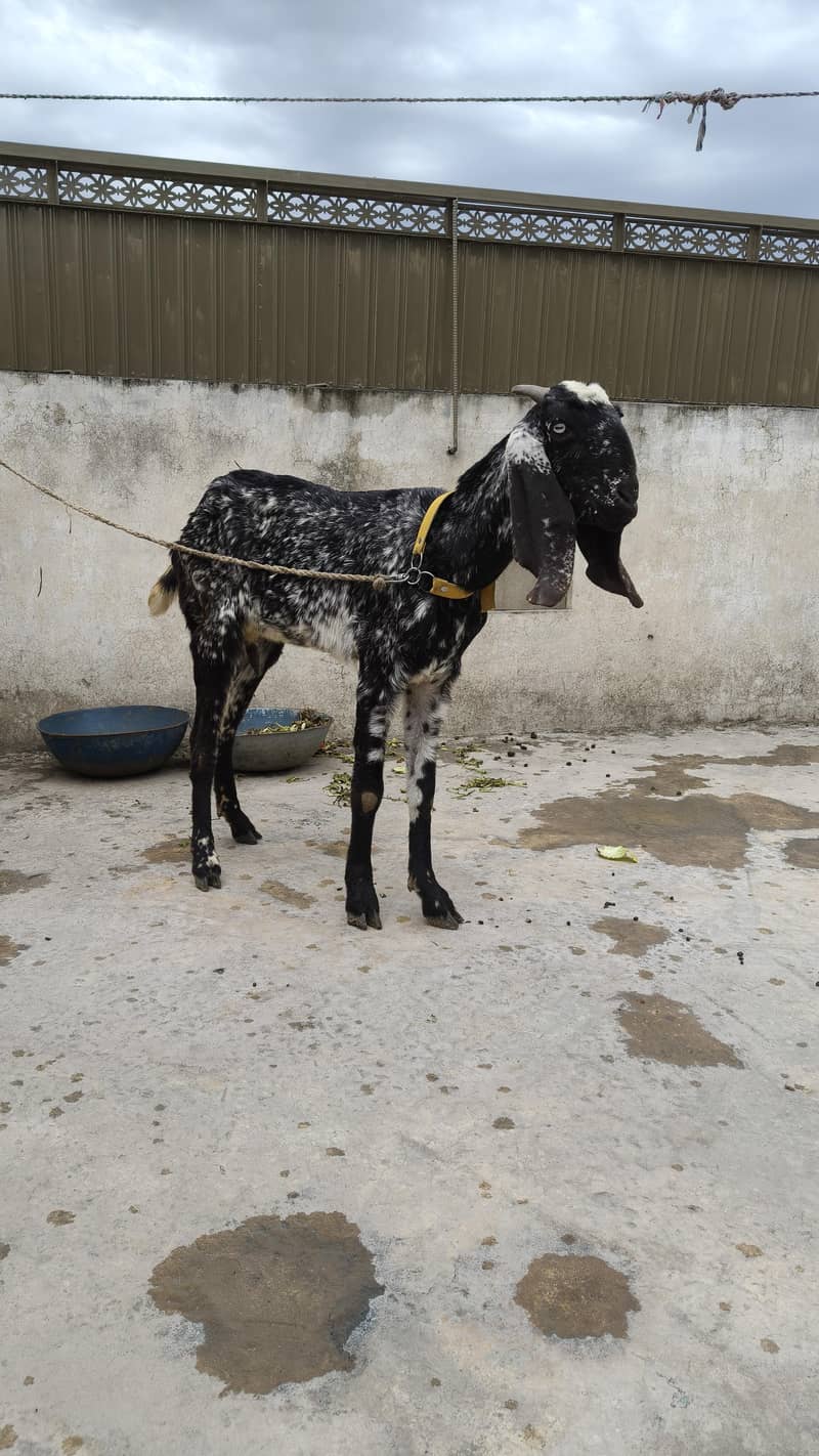 مکھی چینی بکری 6