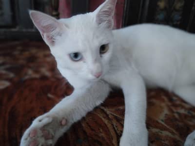 Thailand cat Khao many