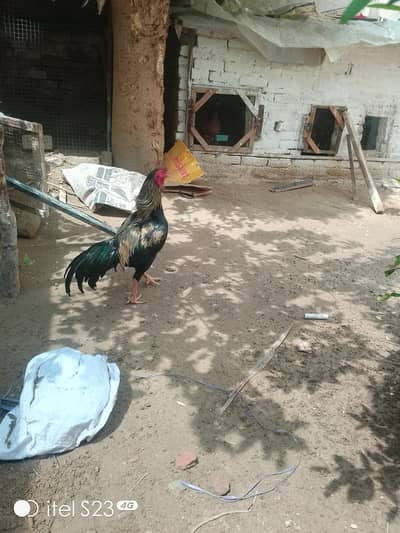 Beautiful healthy and active murga