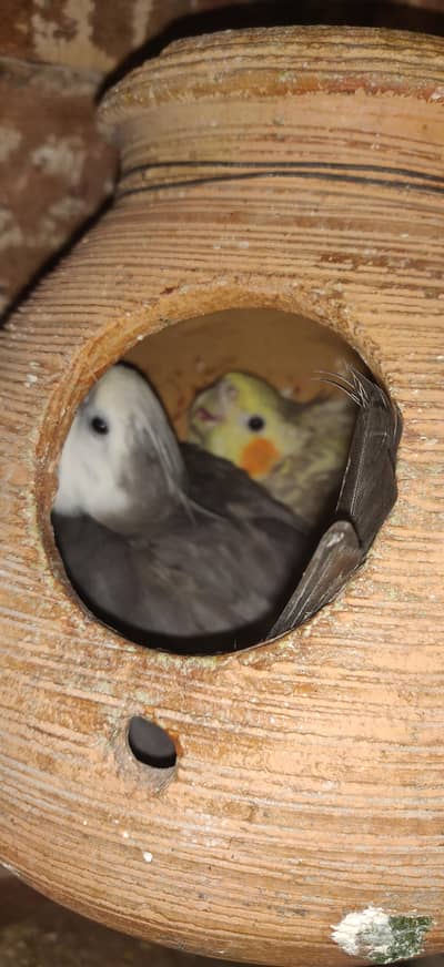 cocktail  breeder pair or chicks