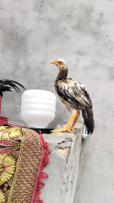 for sale 4k ala bread sawa