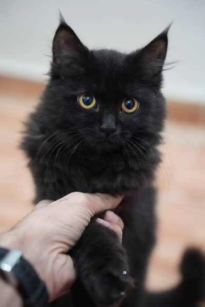 beautiful black Persian kitten (triple coat female)for sale