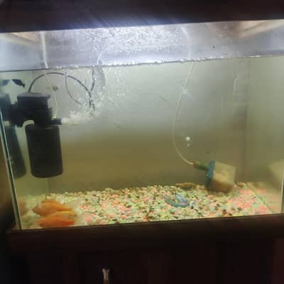 aquarium including power filter+ four gold fish  24 inch. in width t