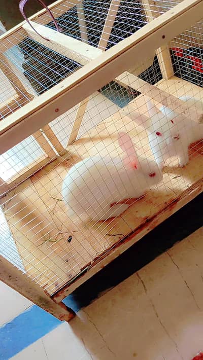 rabbit male female. couple