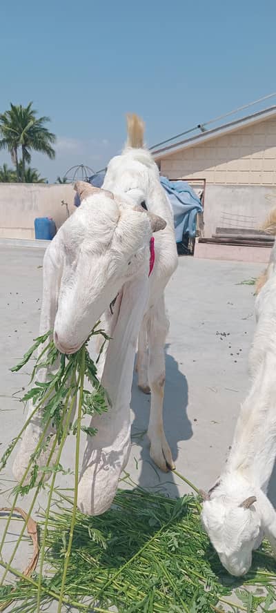 female 6 dant full size