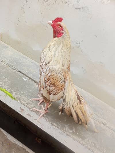 Aseel Shajra Murga Pure Quality