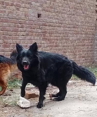 german shepherd female near to heat