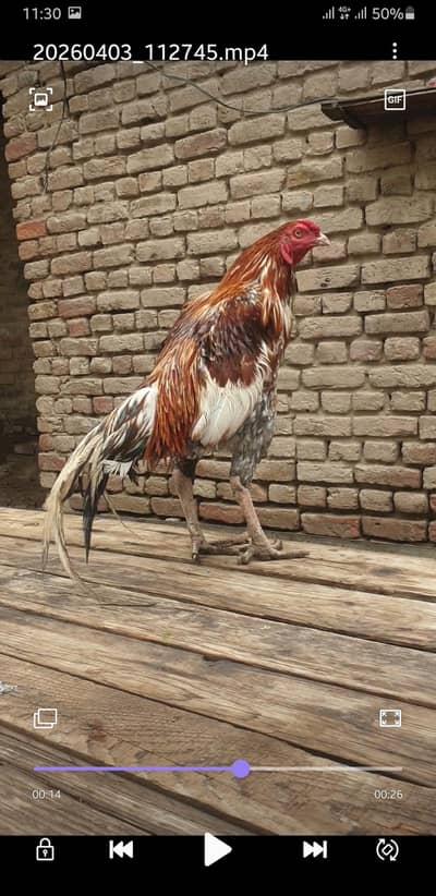 aseel breeder for sale