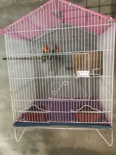 Opline female fisher male pair for sale with new cage and box