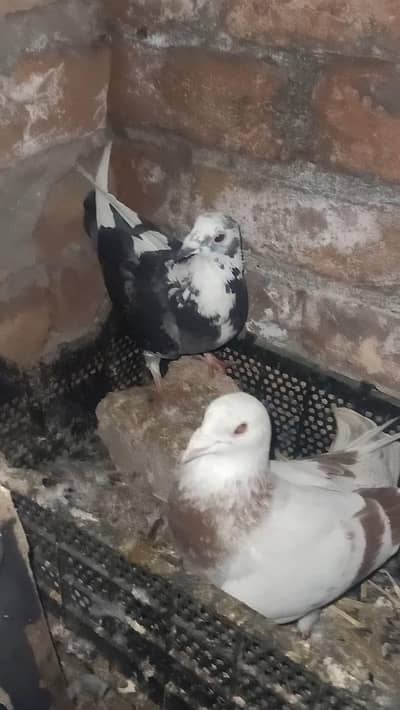 urgent sale Munasib price