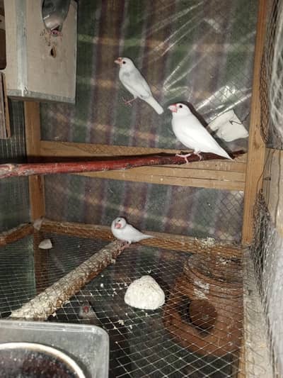 white java breeder pairs