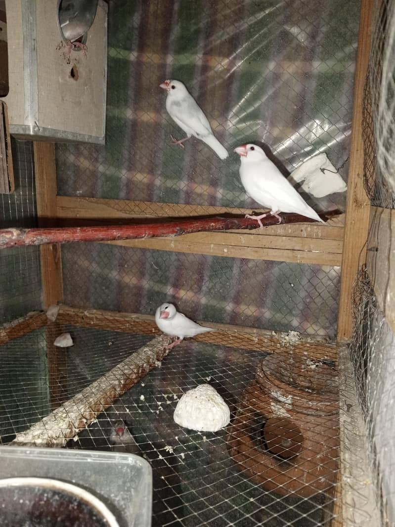 white java breeder pairs 0