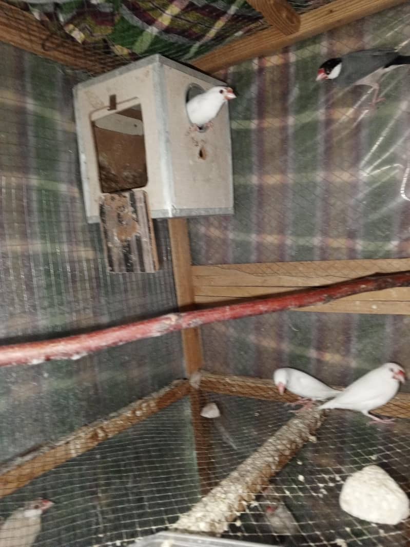 white java breeder pairs 1