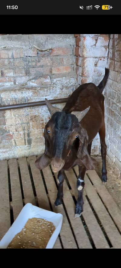 Rajun puri. Desi. Blk dba bkry.