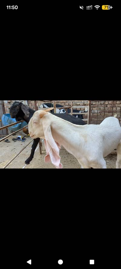 Rajun puri. Desi. Blk dba bkry.