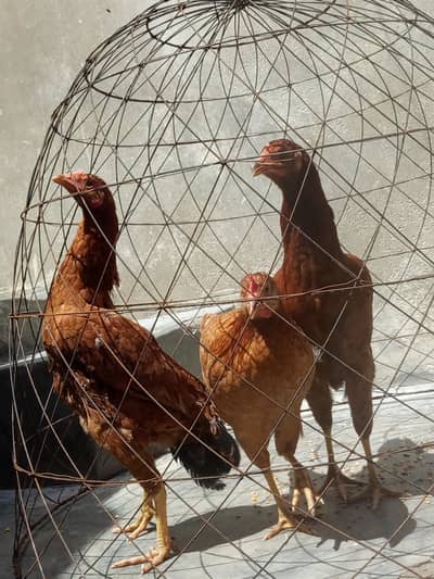 Desi murgi he  Rabta 03401732699