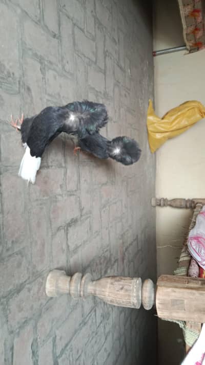 black jacobin triple hood chicks pair forsale