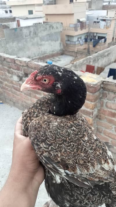 Aseel hen for sale  pure home breed
