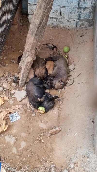 german Shepard cross dogs for sale 5 piece