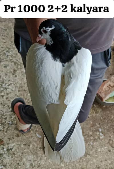 kalyare pathe pathia  Forsale price mention on pics