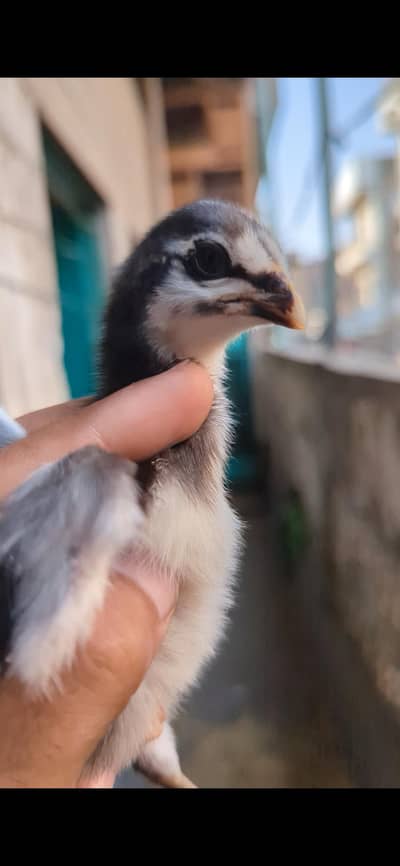 50 Chicks Automatic Brooder for Sale – Perfect Condition