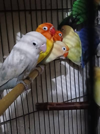 110% confirm breeder pair of love bird