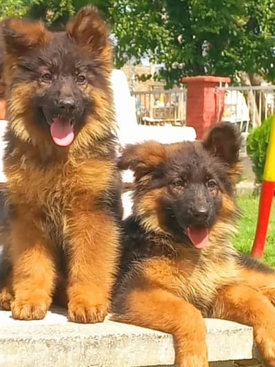 Triple coat highclass German shepherd female pair