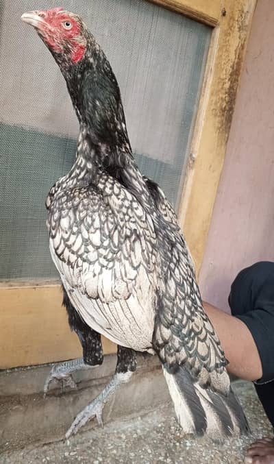 aseel murgi shajri 03498200770