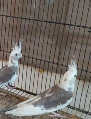 v pied ino cocatails looking new homes