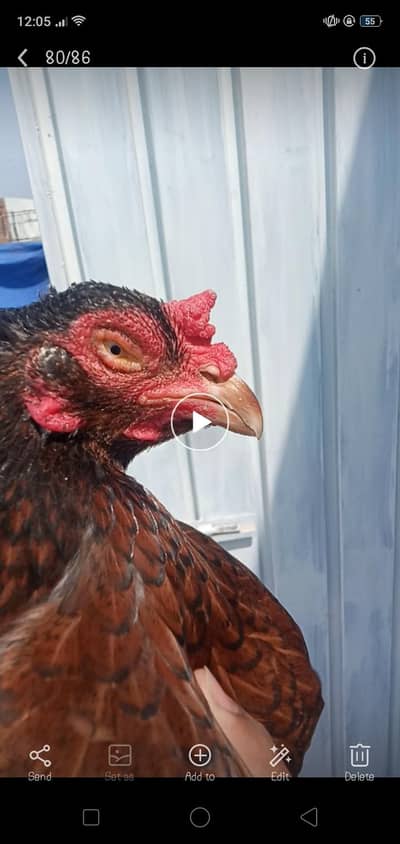 High Quality Aseel Madi available