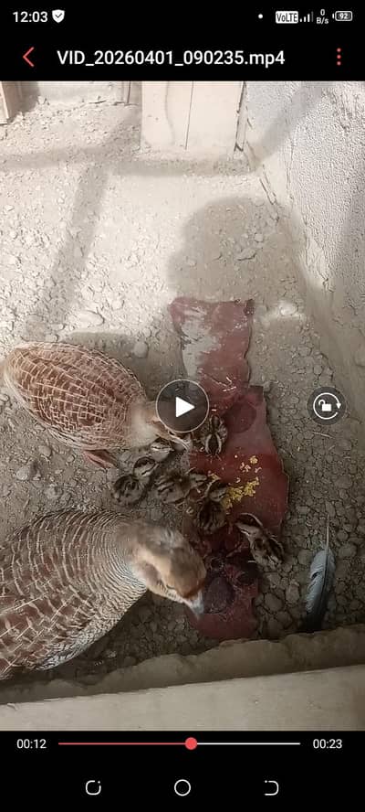 teeter breading pair with chicks