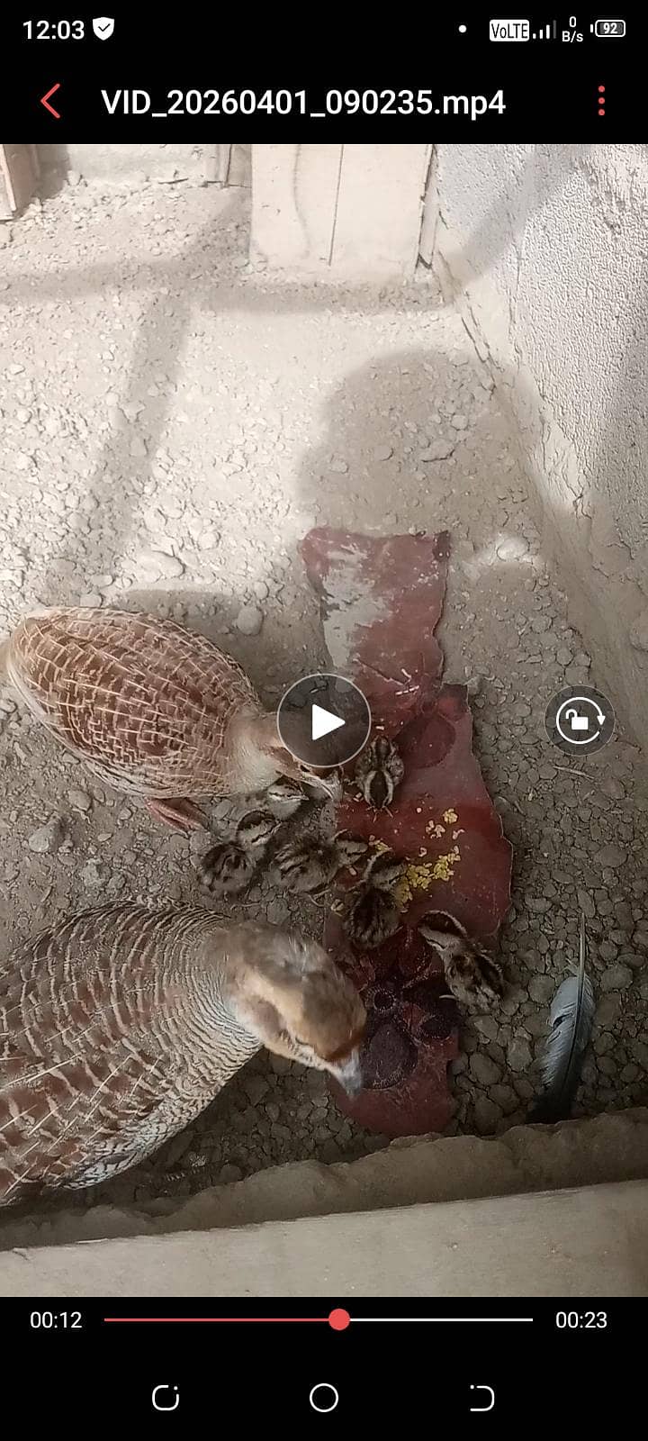 teeter breading pair with chicks 0