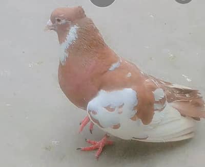 for sale ghagra location Multan